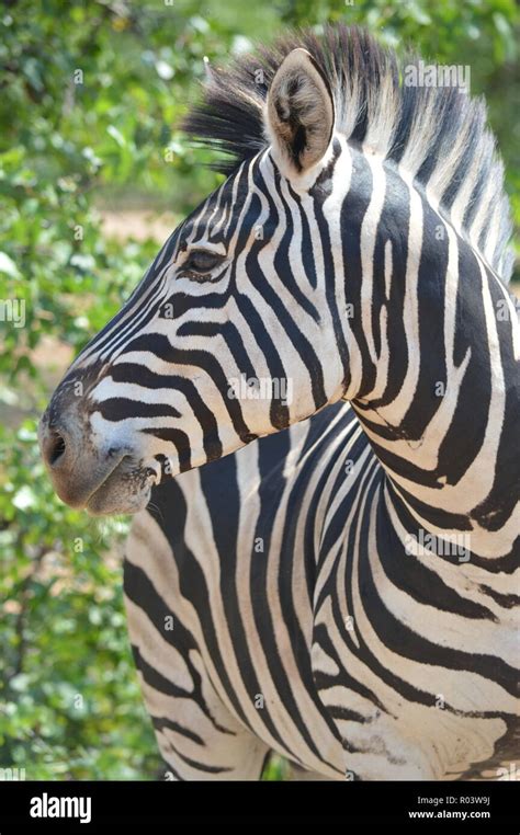 Zebra Close up Stock Photo - Alamy