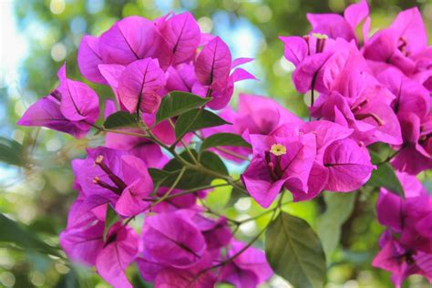 Cultivar a três-marias no quintal é garantia de beleza e sensação de tranquilidade; saiba tudo ...