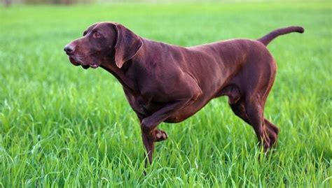 21 Popular Brown Dog Breeds (Updated)