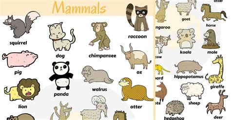 List Of Mammals: Useful Mammal Names With Pictures - 7 E S L