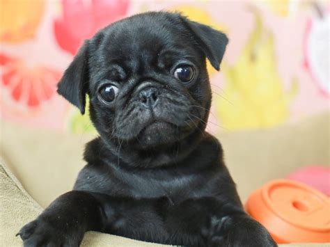 Pug-DOG-Female-BLACK-2796609-Animal Kingdom | Puppies N Love