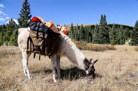 The Meditative Joys of Llama Trekking with Blue - Territory Supply