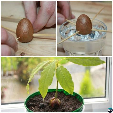 Grow Avocado Tree From Seed [Picture Instructions]