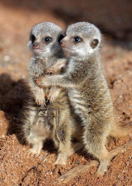 Animal Facts - Meerkats | 123 Kids Fun Apps