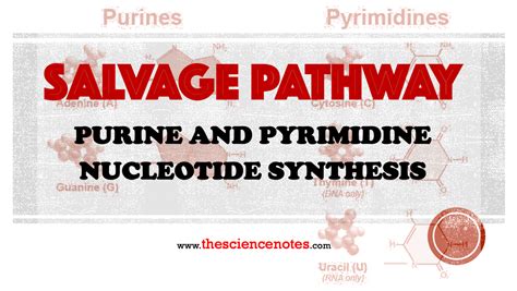 Salvage Pathway: Purine and Pyrimidine Nucleotide Synthesis