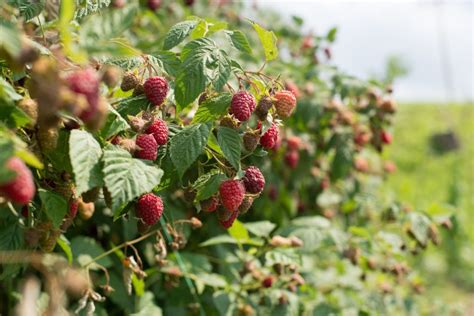 Raspberry varieties: autumn and summer types - Plantura