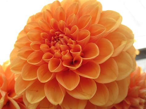 Love this striking orange color | Orange color, Beautiful flowers, Color