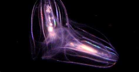 box jellyfish hawaii - DriverLayer Search Engine