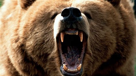 Wallpaper : animals, wildlife, bears, nose, Zoo, whiskers, Grizzly ...