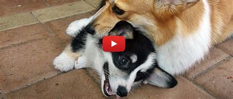 Cute Corgi Puppy Play - PETRAGE