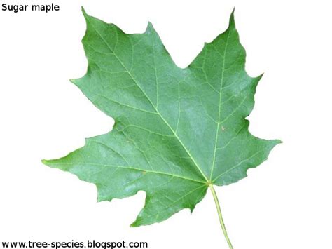 The World´s Tree Species: Sugar maple leaf