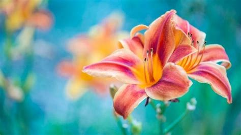 Lily Flower Meaning | Lily Symbolism | What Do Lilies Symbolize | Calla ...