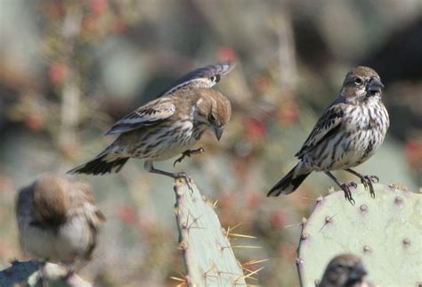 lark bunting.1 | Jeff Forman | Flickr