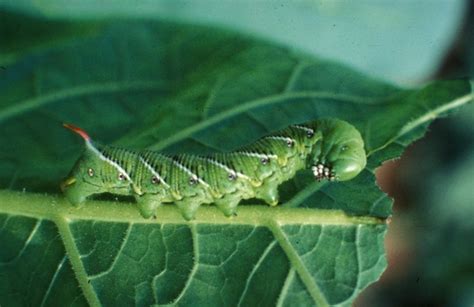 Hornworms - Agricultural Biology