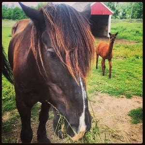 Maybury Farm: Barn Farmhands - Northville, MI | VolunteerMatch