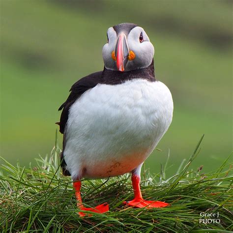 PUFFIN FACT #9.Parents share in the incubation duties and then the feeding duties equally. A ...