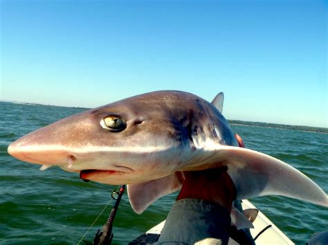 Gummy Shark – "OCEAN TREASURES" Memorial Library