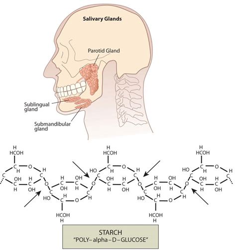 Digestion and Absorption of Carbohydrates – Human Nutrition