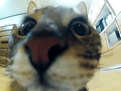 Cat Flying GIF - Find & Share on GIPHY