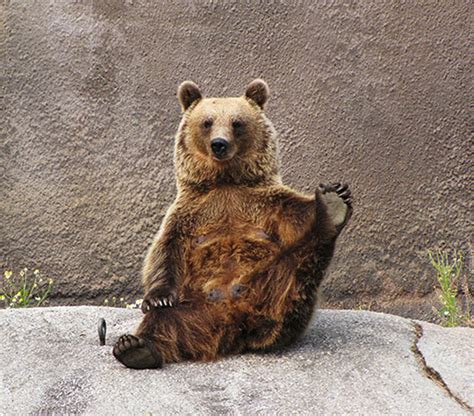 Yoga bear (7 pics) | Amazing Creatures