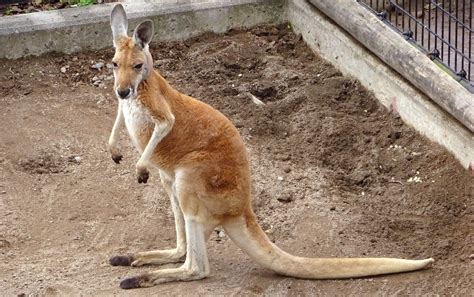 アカカンガルー | 宮崎市フェニックス自然動物園サイト