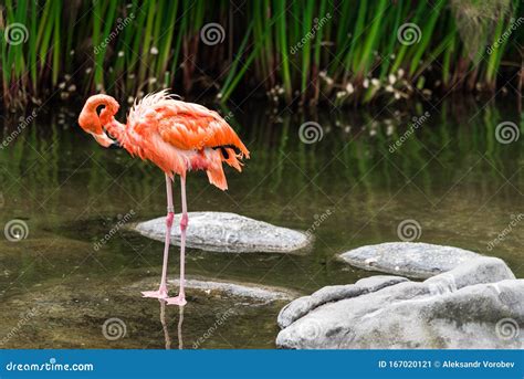 Close Up of a Flamingo Exotic Tropical Rare Bird in Its Natural Environment. Stock Image - Image ...