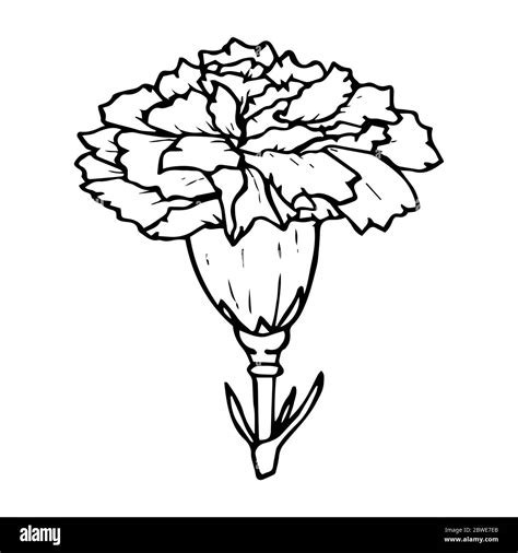 Carnation flower contour drawing in black isolated on white background, stock vector ...