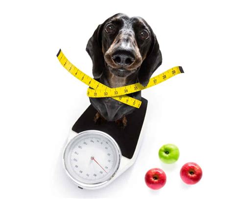 Low-Calorie Dog Food 101: Is It Best For Your Pet?