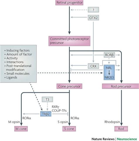 Transcriptional regulation of photoreceptor development and homeostasis in the mammalian retina ...