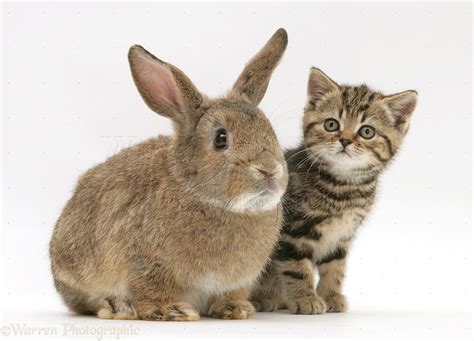 Pets: Kitten and rabbit photo - WP25706