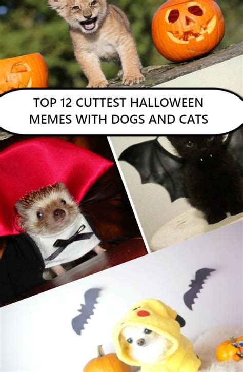 Cute and Happy Halloween Memes - With Dogs and Cats | Halloween memes, Dog halloween, Dog cat