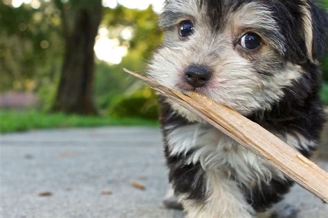 Morkie Dogs: Essential Facts on the Maltese Yorkie Mix for New Owners