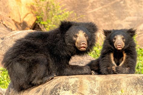 Why We Need to Save Our Sloth Bears | RoundGlass | Sustain