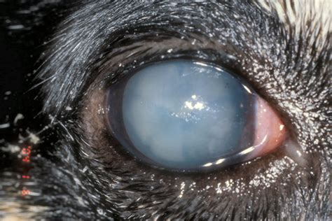 Cat Eye Problems - Eye Inflammation, Uveitis, Conjunctivitis