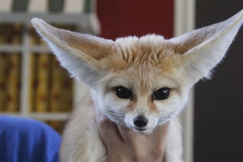 A very curious Fennec fox with giant ears : r/pics