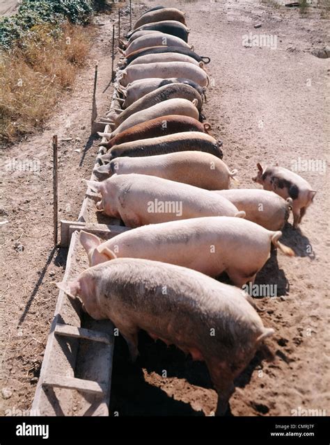 Pigs eating from trough hi-res stock photography and images - Alamy