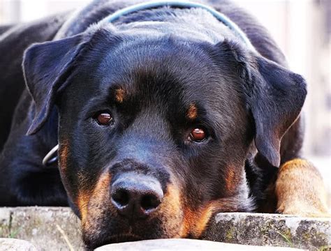 Top 10 Best Guard Dogs For Security- The Mysterious World