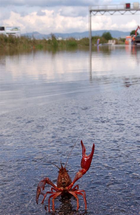 As flood waters rise, animals await rescue