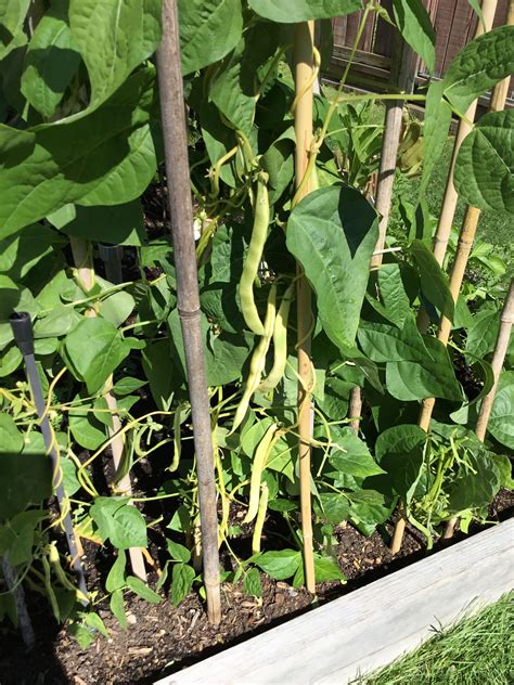 Yellow wax beans 2017 | Yellow wax beans, Veggie garden, Plant leaves