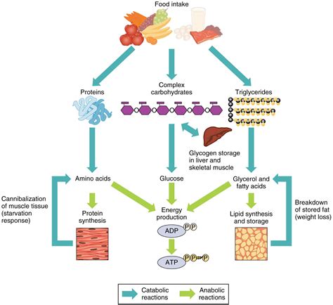 OpenStax CNX | Carbohydrates chart, Protein metabolism, Amino acids