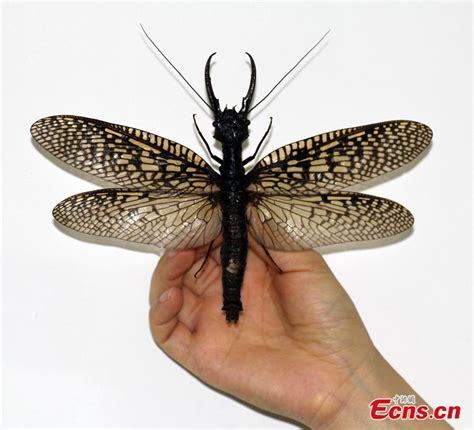 World's largest aquatic insect found in Sichuan (1/5) - Headlines ...