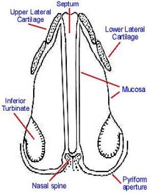 Postrhinoplasty Nasal Obstruction Rhinoplasty: Background, Problem, Epidemiology