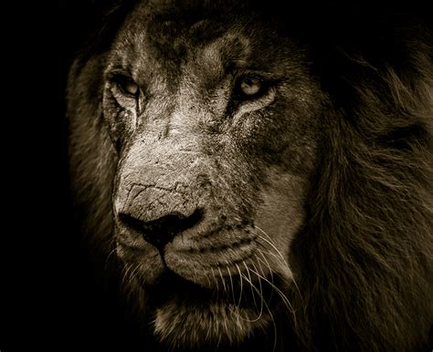 African Lion Face 4K UHD Wallpaper | Wallpapers.gg