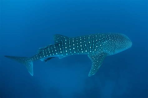 Ningaloo Reef - Australia’s Home of Whale Sharks