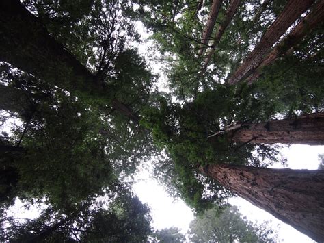 NASA Teams with Forest Service to Tally America’s Oldest Trees