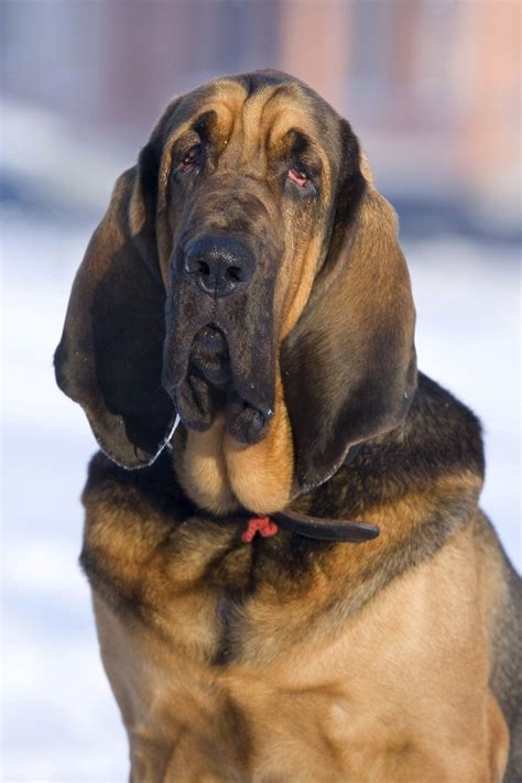 Bloodhounds – Pet Central | Bloodhound dogs, Dogs, Dog breeds