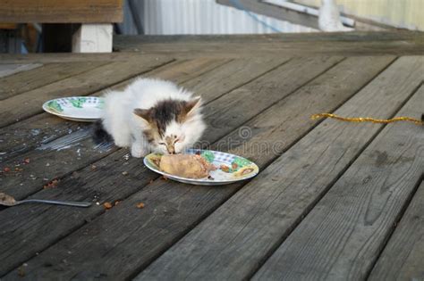 Cotton stock photo. Image of food, feline, close, grey - 176723378