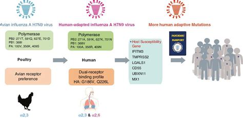 Poultry to Human Passport: Cross-species Transmission of Zoonotic H7N9 ...