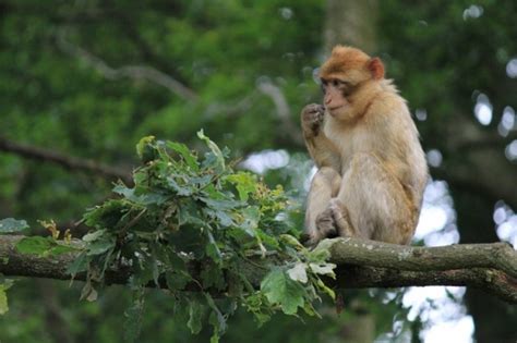 Chinese Scientists Create First 'Autistic' Monkeys In Hopes Of Finding ...