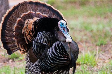 Male VS Female Turkeys: Spotting The Difference - A-Z Animals